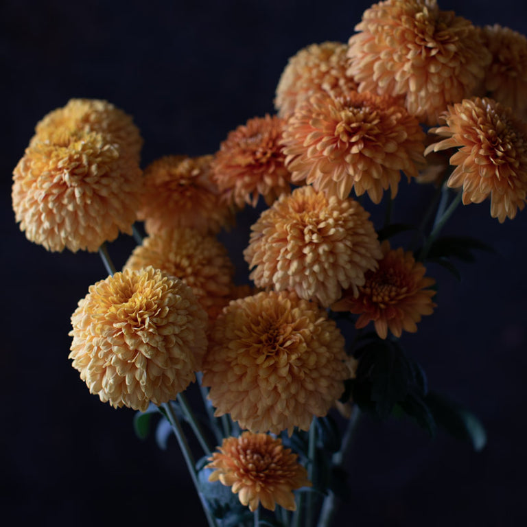A close up of Chrysanthemum Bronze Giant