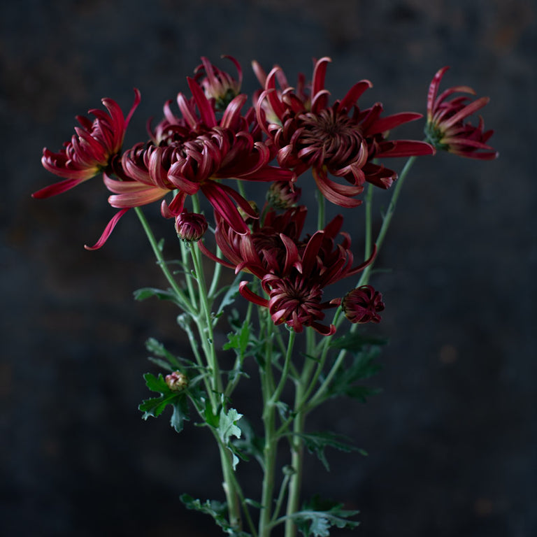 A close up of Chrysanthemum Crimson Tide