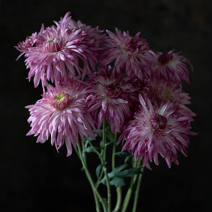 A close up of Chrysanthemum Dorridge Candy