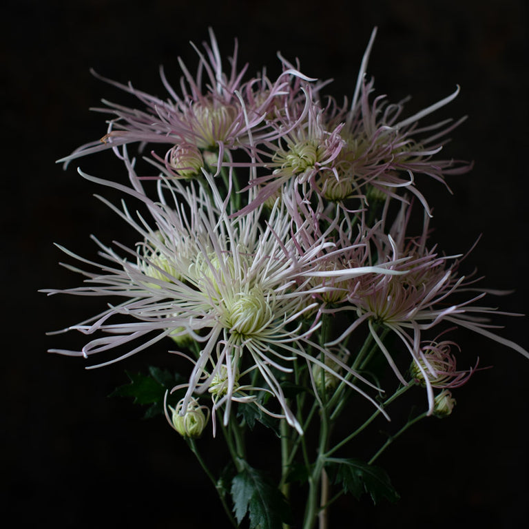 A close up of Chrysanthemum Evan’s Dream