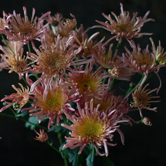 A close up of Chrysanthemum Evening Glow