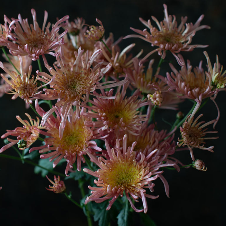 A close up of Chrysanthemum Evening Glow