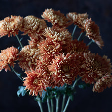 A close up of Chrysanthemum George Couchman
