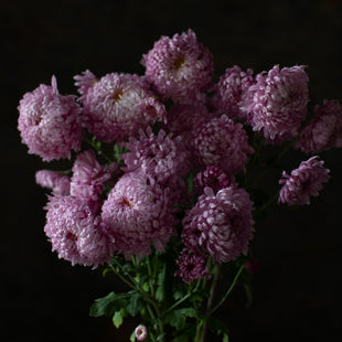 A close up of Chrysanthemum Gertrude