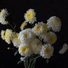 A close up of Chrysanthemum Gillette
