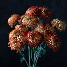 A close up of Chrysanthemum Heather James