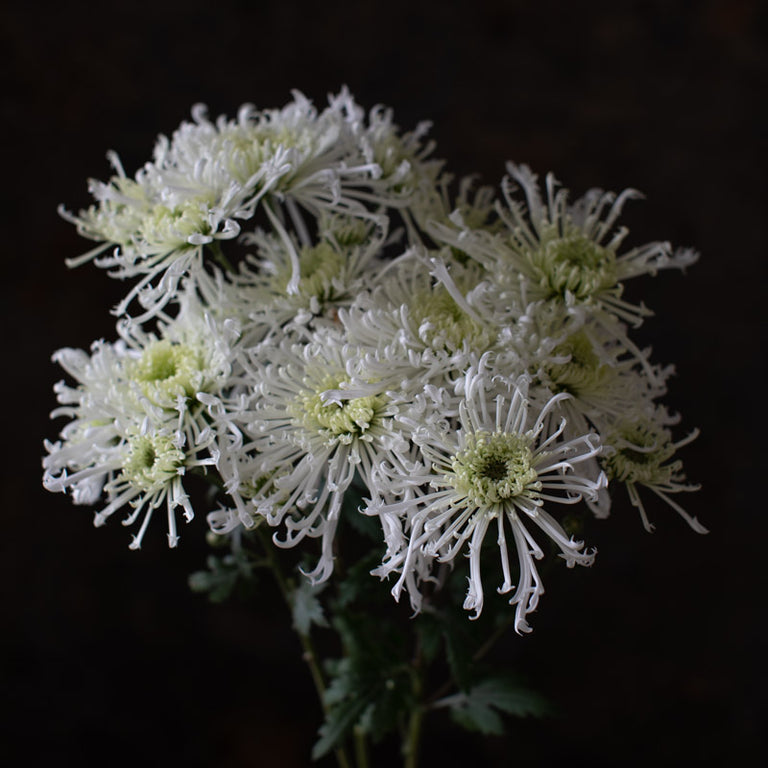 A close up of Chrysanthemum Icicles