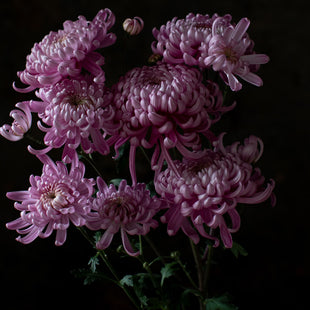 A close up of Chrysanthemum Jefferson Park