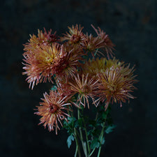 A close up of Chrysanthemum Judith Baker