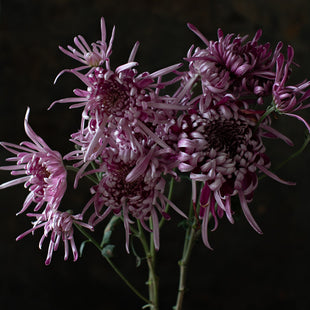 A close up of Chrysanthemum Kokka Bunmi