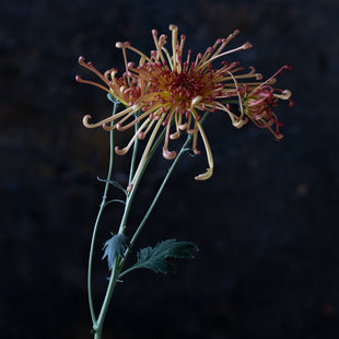 A close up of Chrysanthemum Lava