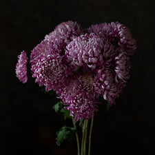 A close up of Chrysanthemum Len Hall