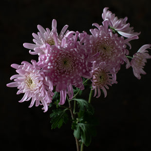 A close up of Chrysanthemum Luxor