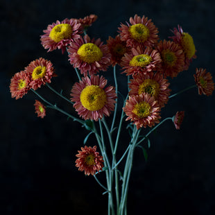 A close up of Chrysanthemum Mancetta Sunset