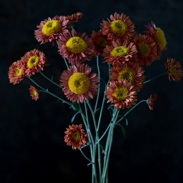 A close up of Chrysanthemum Mancetta Sunset
