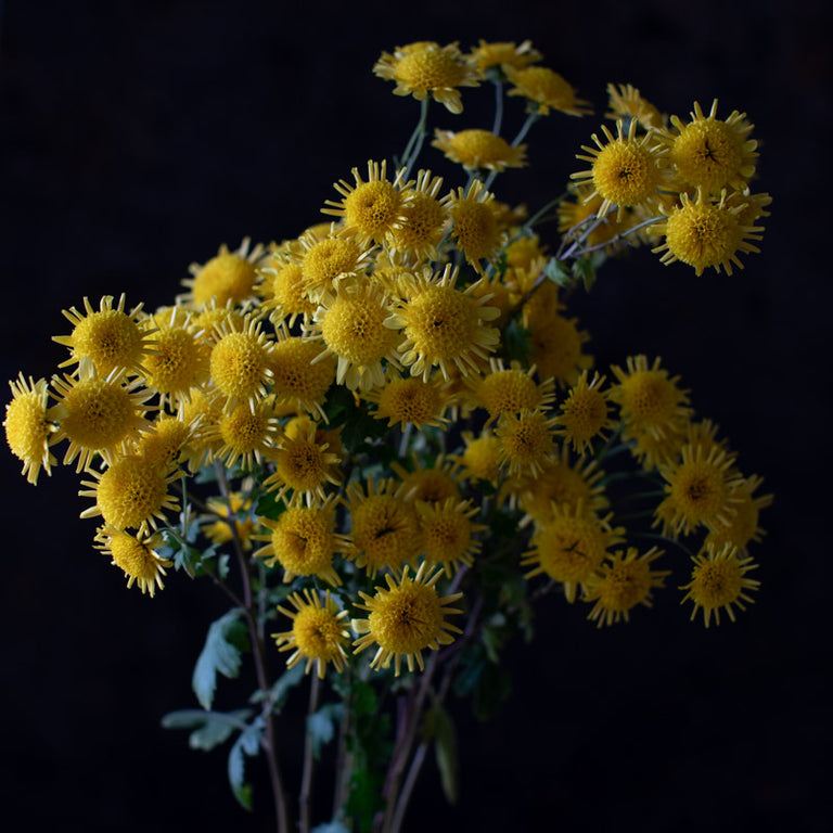 A close up of Chrysanthemum Megumi