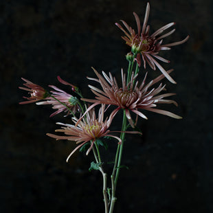 A close up of Chrysanthemum Mocha