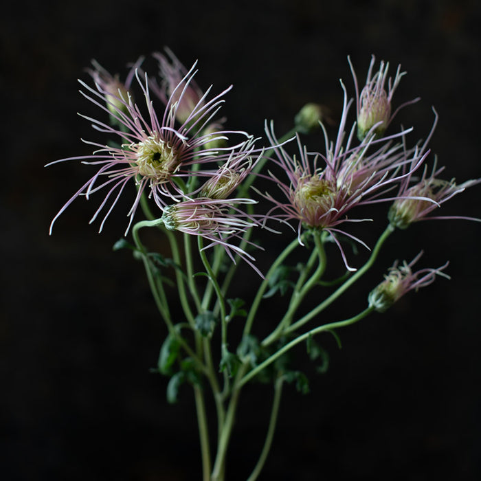 A close up of Chrysanthemum Mystic