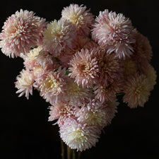 A close up of Chrysanthemum Pat Lehman