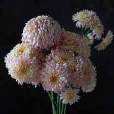 A close up of Chrysanthemum Peach Courtier