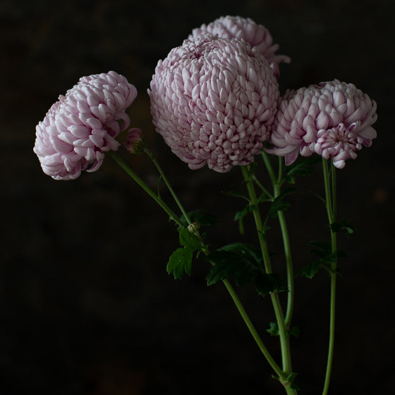 A close up of Chrysanthemum Pearl Edward Shaw