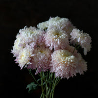 A close up of Chrysanthemum Pearl Edward Shaw