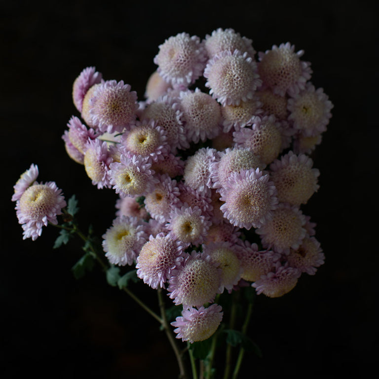 A close up of Chrysanthemum Peter Magnus