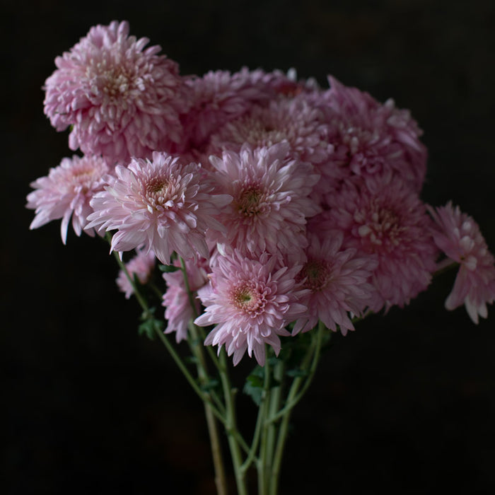 A close up of Chrysanthemum Pink John Wingfield