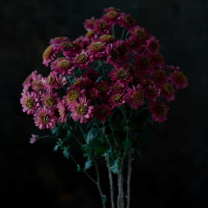 A close up of Chrysanthemum Rose Maiko