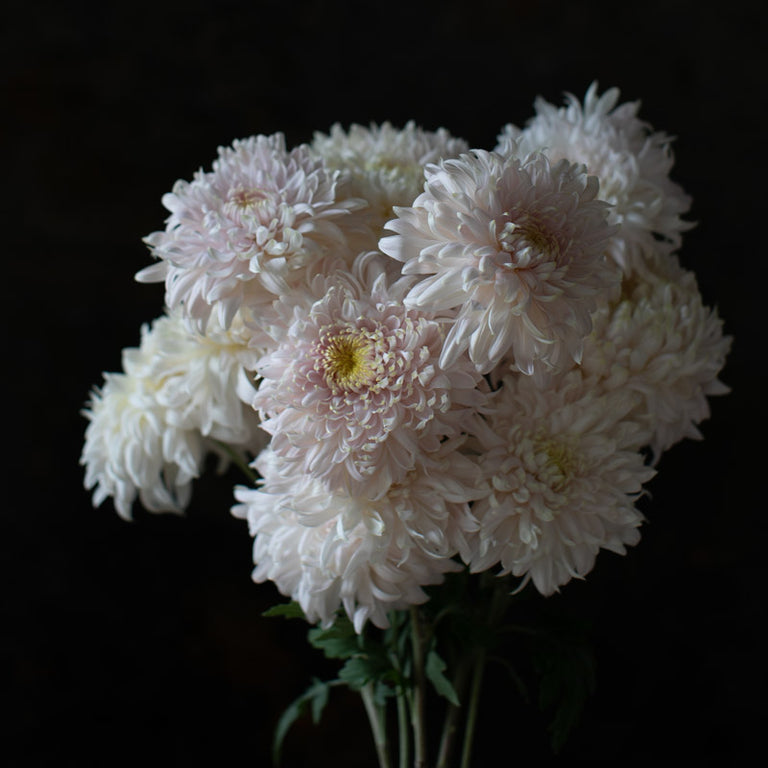 A close up of Chrysanthemum Seaton’s J’Adore