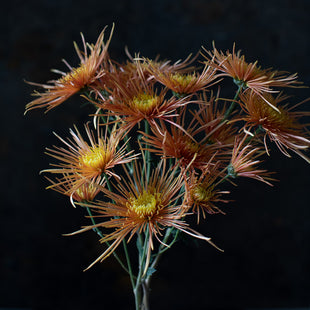 A close up of Chrysanthemum Symphony