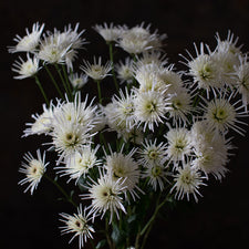 A close up of Chrysanthemum Vesuvio