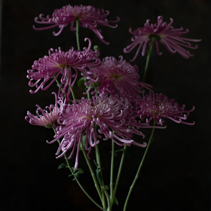 A close up of Chrysanthemum Vienna Waltz