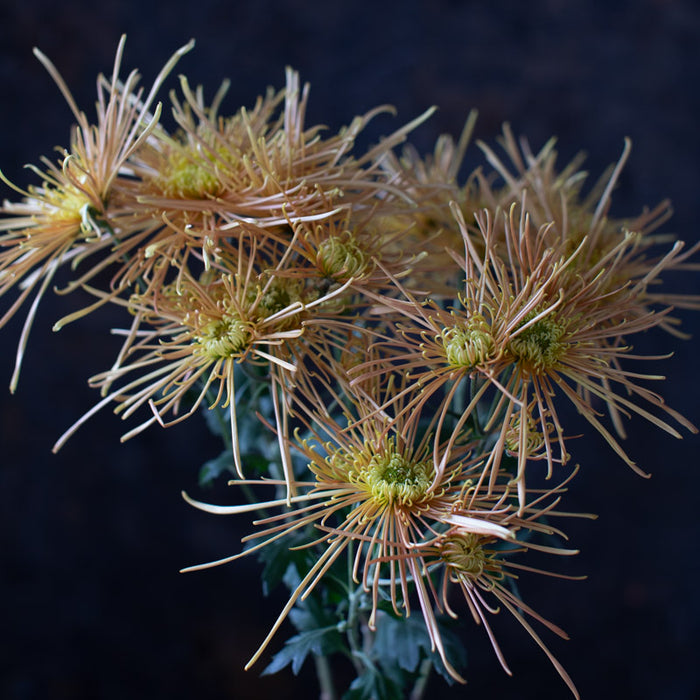 A close up of Chrysanthemum Wind Dancer