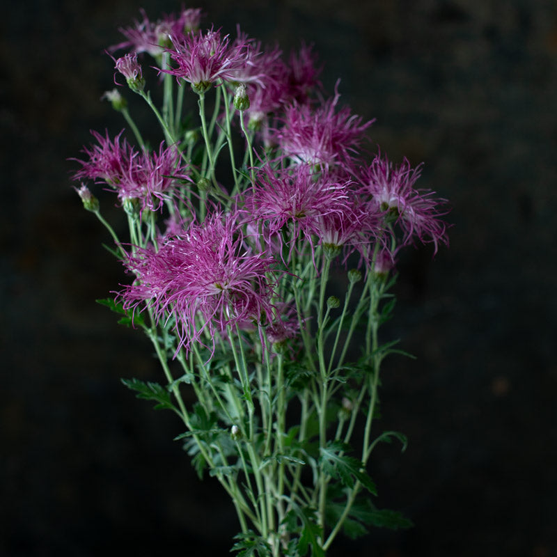 Chrysanthemum Wisp of Pink – Floret Library