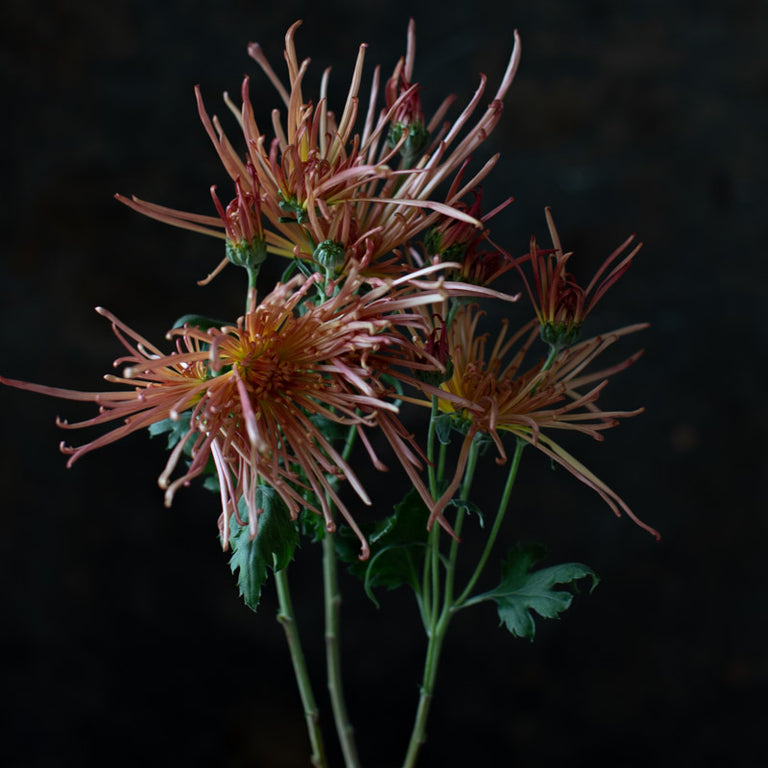 A close up of Chrysanthemum Zaryah