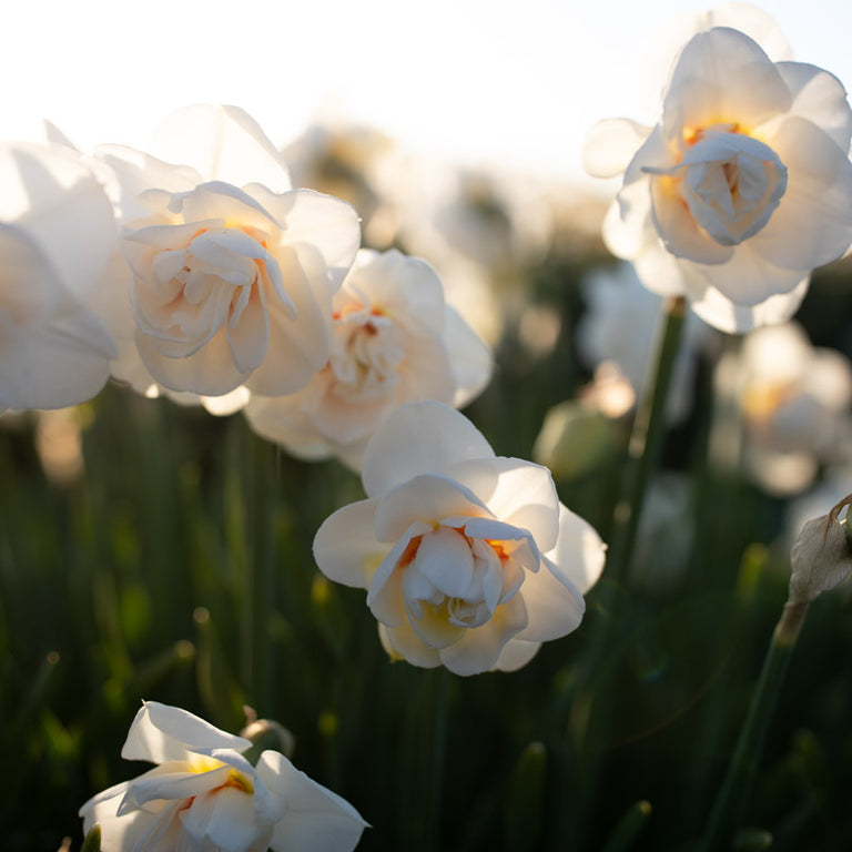 Daffodils & Narcissus – Floret Library