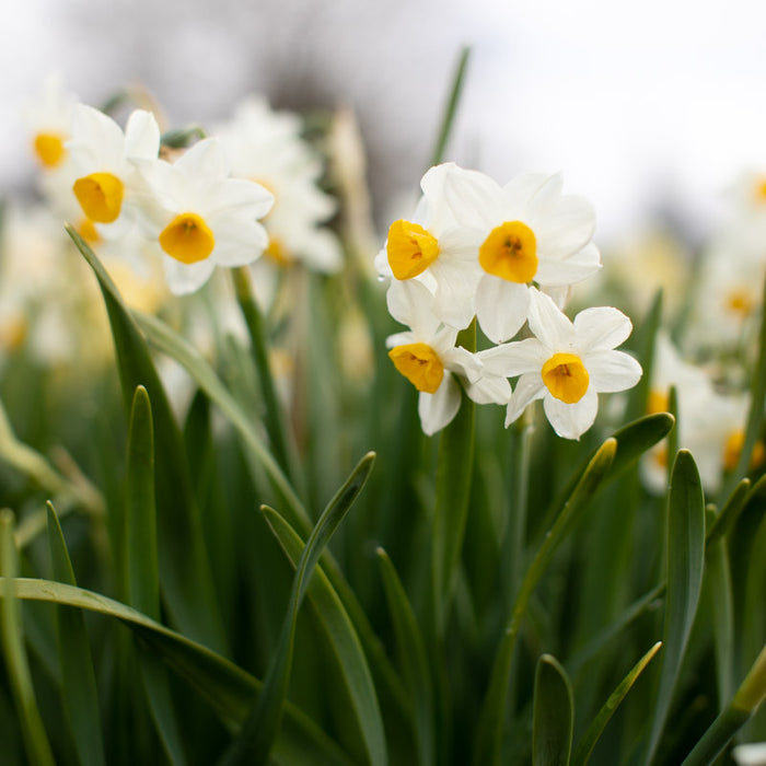 Narcissus Avalanche growing in the field