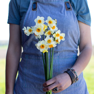 Daffodils & Narcissus – Floret Library