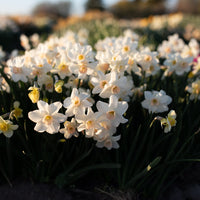 Narcissus Bell Song growing in the field