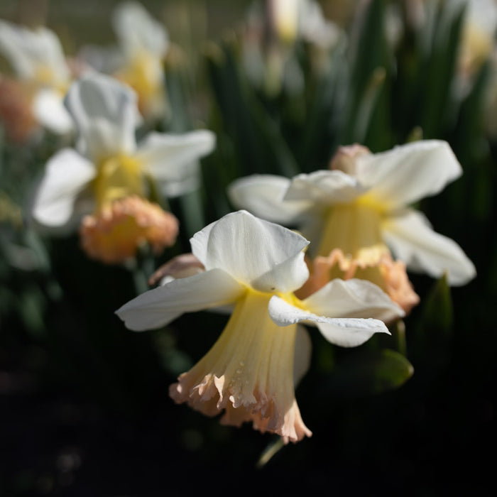 A close up of Narcissus British Gamble