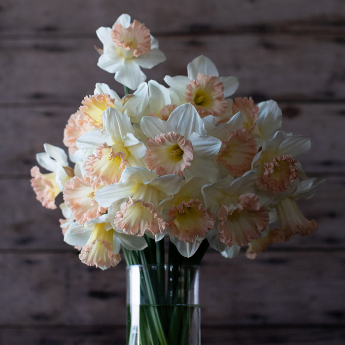 A bouquet of Narcissus British Gamble