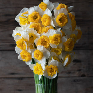 A bouquet of Narcissus Can Can Girl