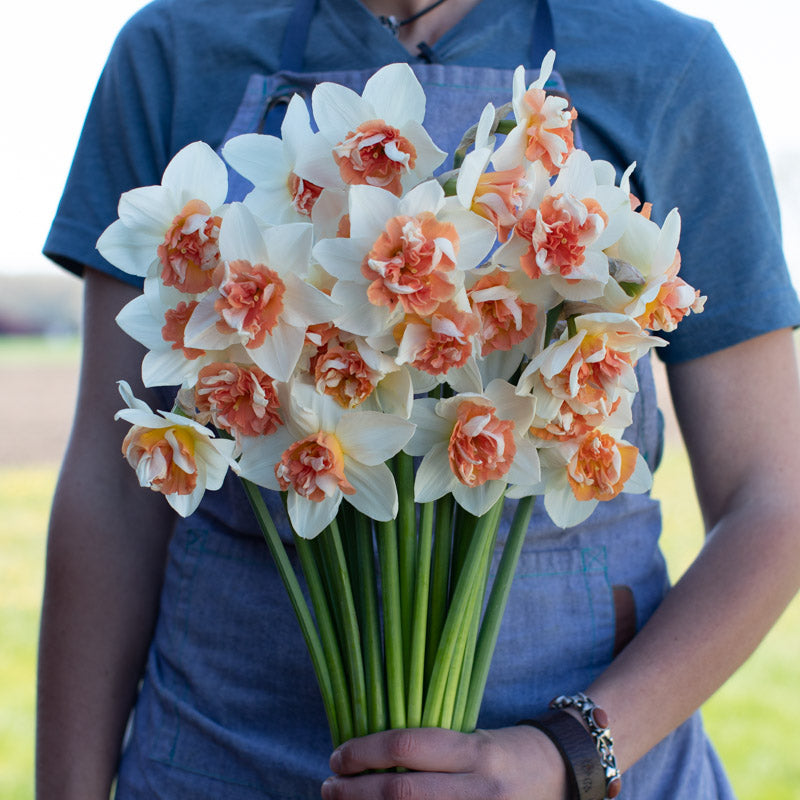 Narcissus Candy Princess – Floret Library