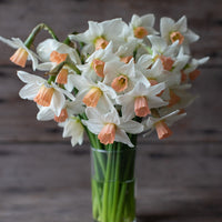 A bouquet of Narcissus Cha Cha
