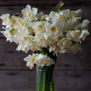 A bouquet of Narcissus Cosmopolitan