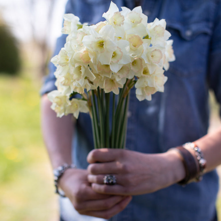 A handful of Narcissus Cosmopolitan