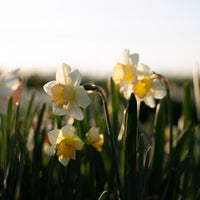 Narcissus Cosmopolitan growing in the field