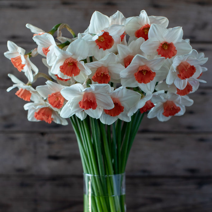 A bouquet of Narcissus Decoy