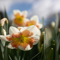 A close up of Narcissus Drama Queen